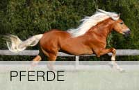 Pferde